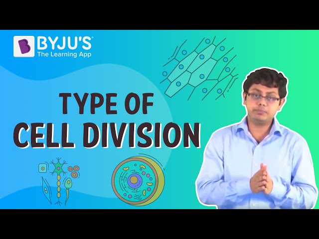 cell division essay questions