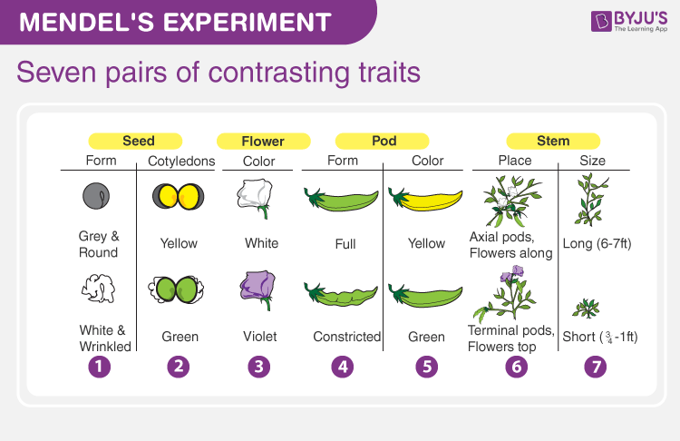 seven pairs of contrasting characters in Mendel's experiment