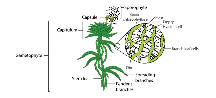 sphagnum moss diagram