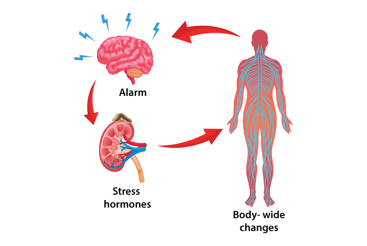 Stress amp Hormone Imbalance  How Stress Impacts Our Hormones