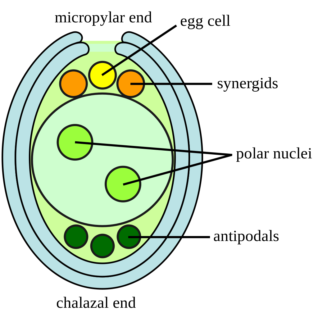 structure of an embryo sac of angiosperms structure of an embryo sac of angiosperms