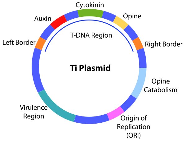 bacterial plasmid structure