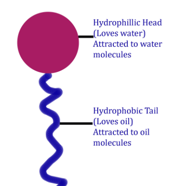 Soap Molecule