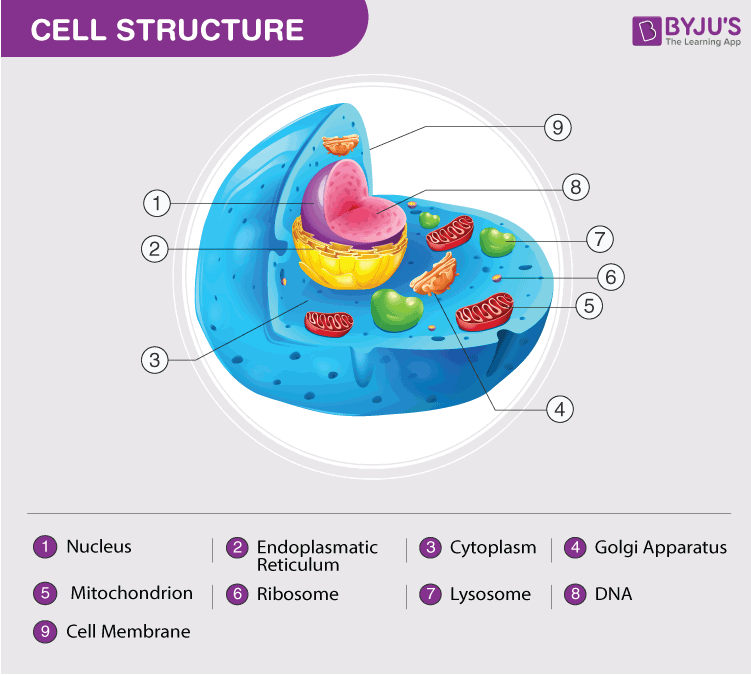 5th grade plant cell functions