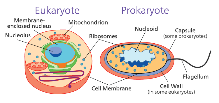 Cell Structure and Function 04