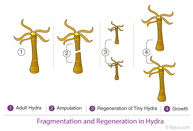CBSE Class 10 Science Chapter 8 How Do Organisms Reproduce Notes