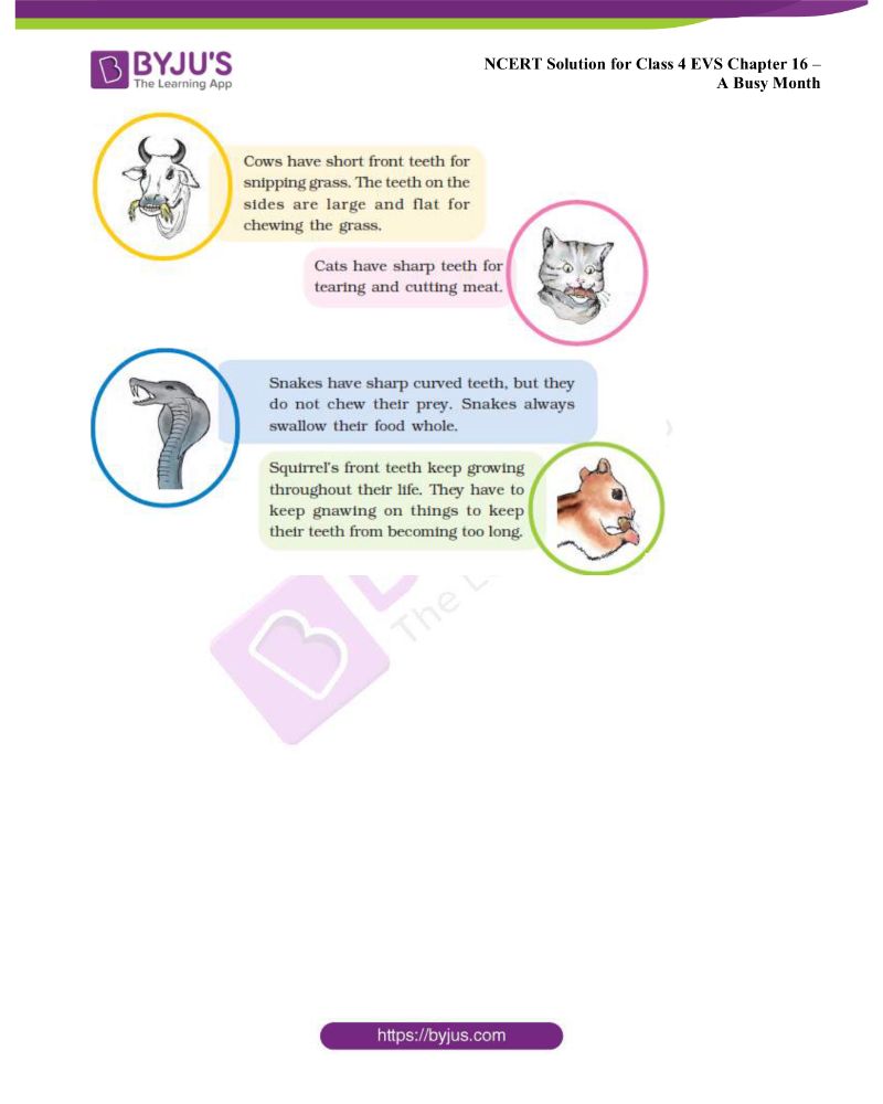 NCERT Solutions Class 4 EVS Chapter 16 a Busy Month Free PDF Download