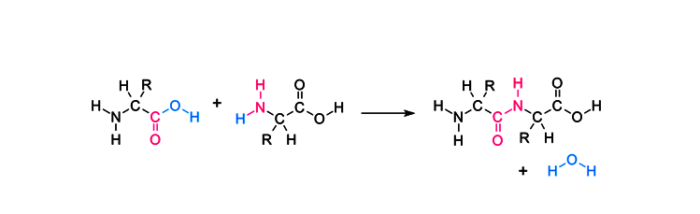 Peptide Bond - Definition, Formation, Structure, Examples