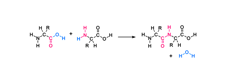 Formation of peptide bond