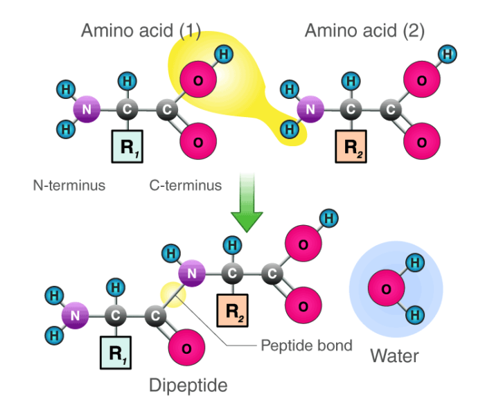 Peptide Bond Definition Formation Structure Examples Peptide Bond Definition Formation Structure Examples