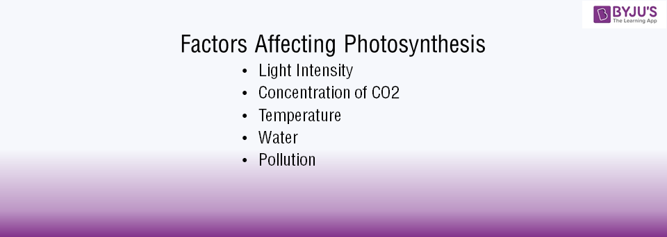 Photosynthesis Definition Process Stages Significance