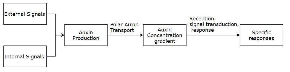 excess auxin