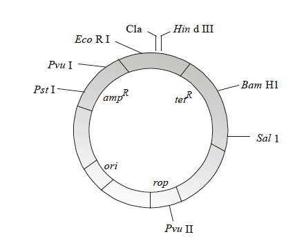 bacterial plasmid structure