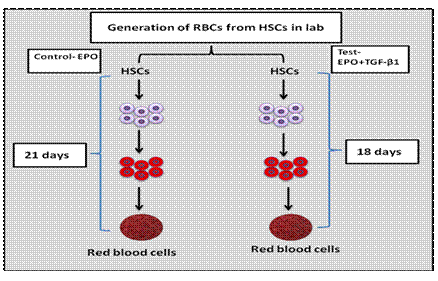 red blood cells generation