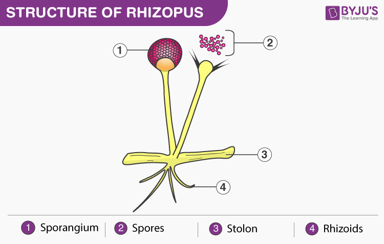 rhizopus life cycle