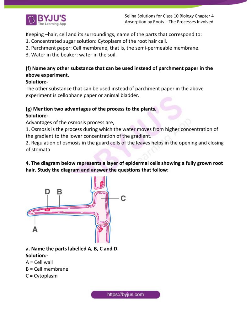 Selina Solutions For Class 10 Biology Chapter 4 Absorption By Roots The Processes Involved 14