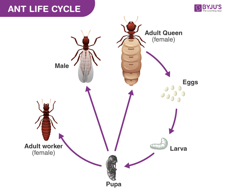 insect life cycle diagram