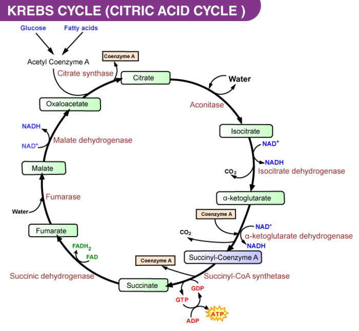 what-is-the-rate-limiting-step-of-tca-cycle-byju-s-neet