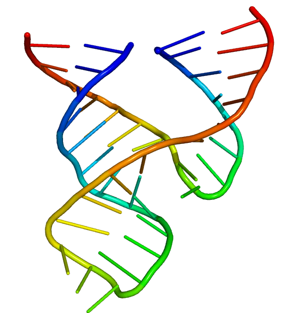 RNA Structure Class 12 Chapter 14