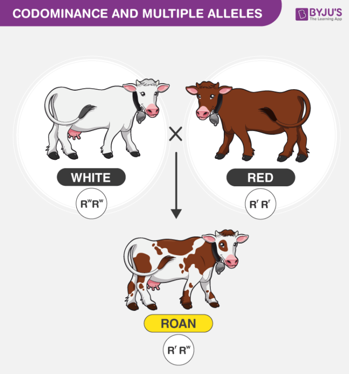 Codominance Worksheets Blood Types Answers