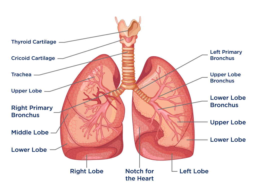 RBSE Solutions For Class 12 Biology Chapter 23: Respiratory System of Human