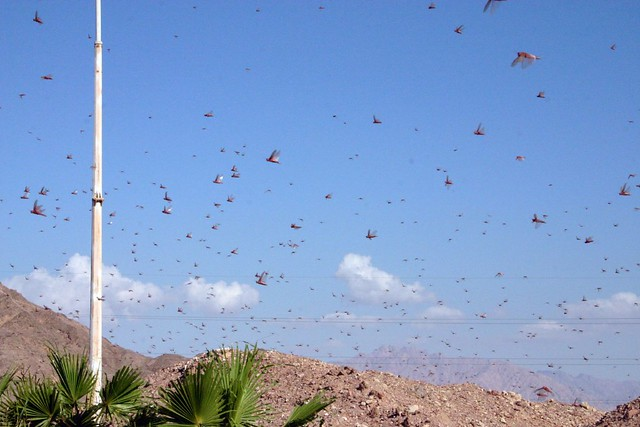 Locusts Swarms - UPSC Current Affairs