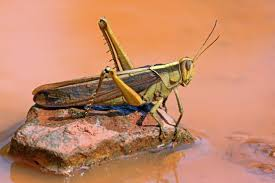 Locusts - UPSC Current Affairs