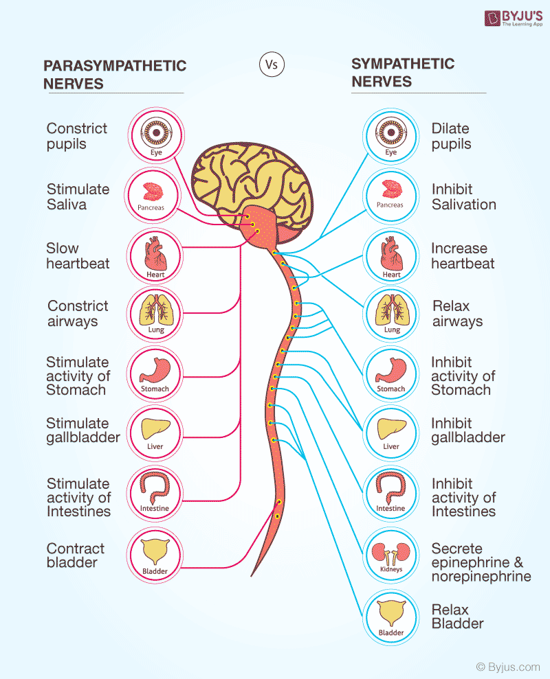 Sympathetic Nervous System Reactions Chart DBQZP