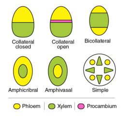 Vascular bundle