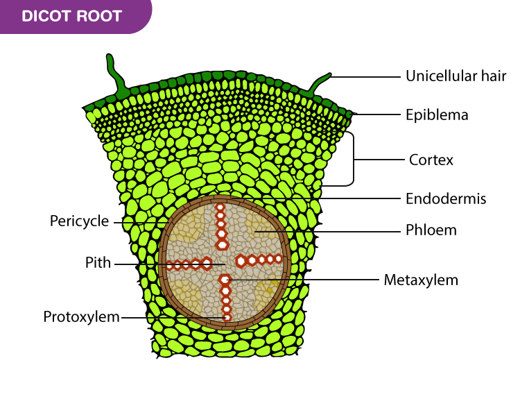 monocot flower cross section