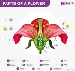 List The Different Parts Of Flower Q A