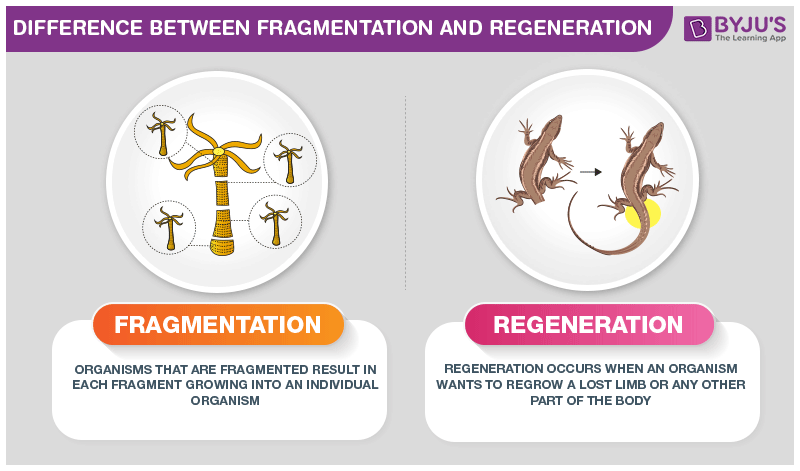 What is the Difference Between Fragmentation and Regeneration