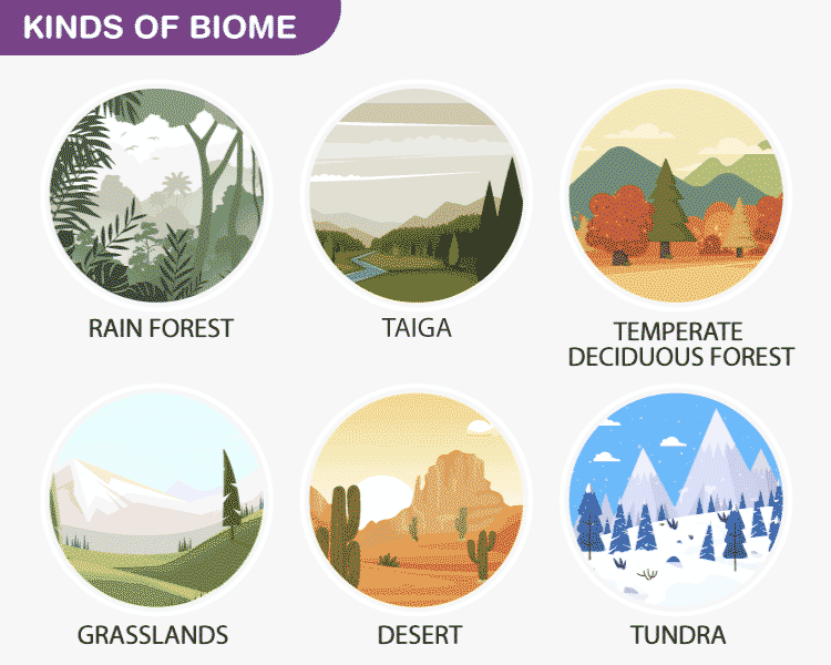 Different Types Of Biomes Biomes - Bank2home.com