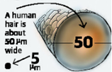 Image showing 5 µm and human hair width (50 µm)