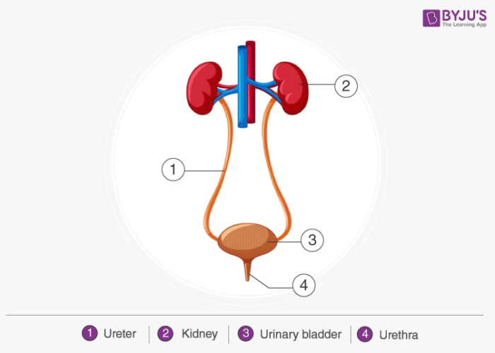 MSBSHSE Class 10 Science Important Questions Question No. 7 Solution