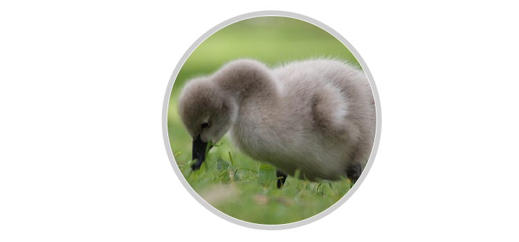 Birds and Their Young Ones - Young One of Swan