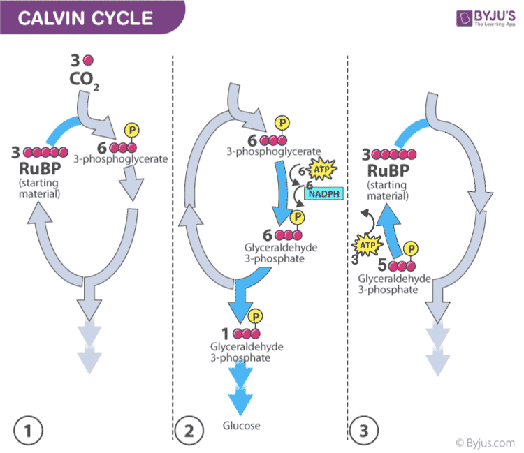 carbon fixation diagram