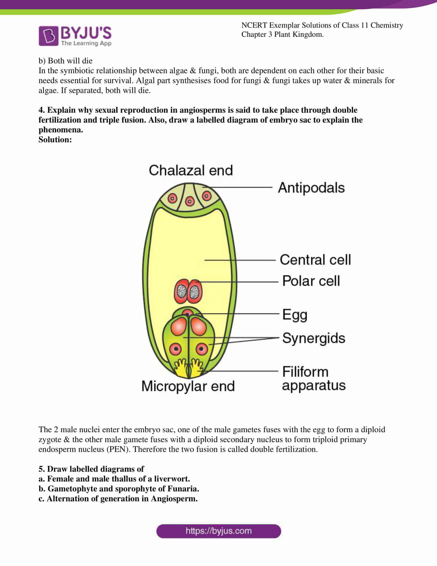 Plant Kingdom Class 11 Notes CBSE Biology Chapter 3 [PDF]