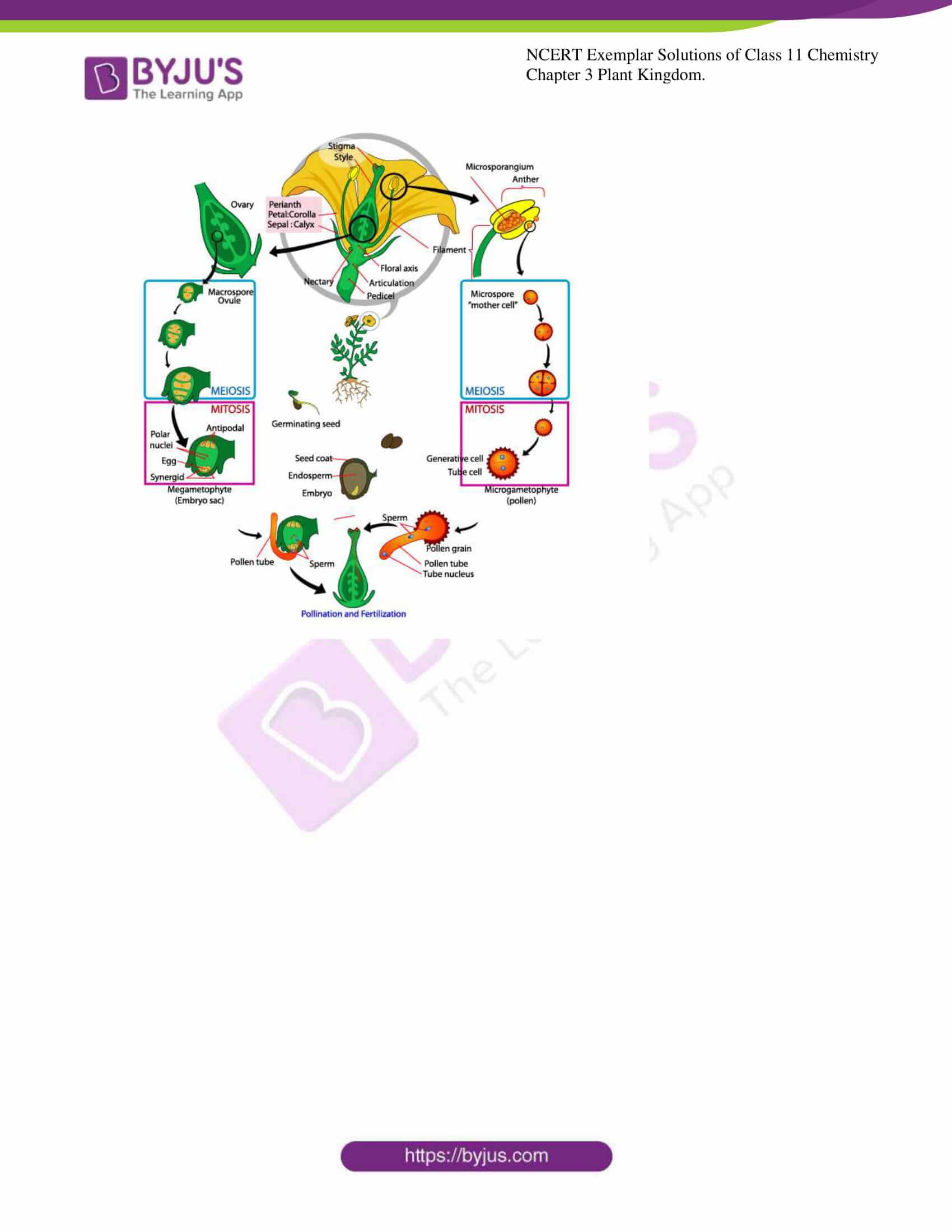 ncert exemplar solutions for class 11 bio chapter 3 9