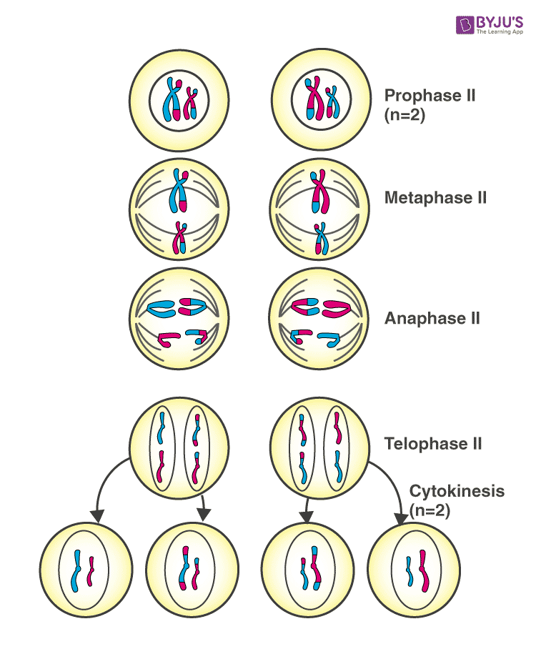 An organism has two pair of chromosomes (i.e., chromosome number = 4).  Diagrammatically represent the chromosomal arrangement during different  phases of meiosis-II.