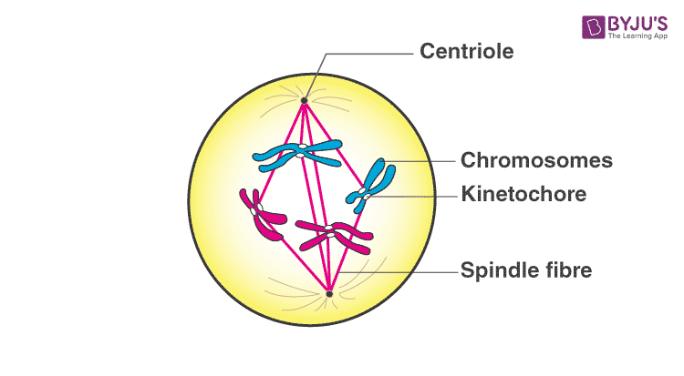 NCERT Exemplar Solutions of Class 11 Biology Chapter 10 Cell Cycle and Cell Division-2