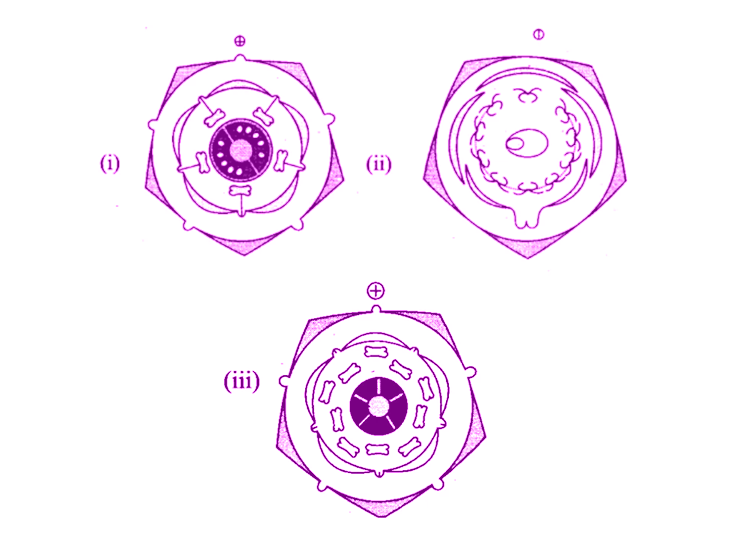 NCERT Exemplar Solutions of Class 11 Biology Chapter 5 Morphology of Flowering Plants-6