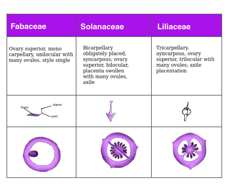 NCERT Exemplar Solutions of Class 11 Biology Chapter 5 Morphology of Flowering Plants-7