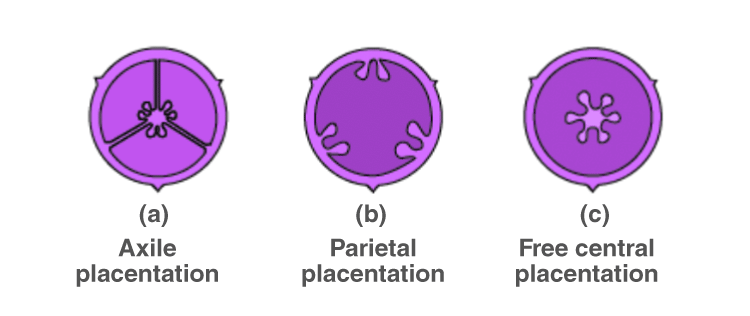 NCERT Exemplar Solutions of Class 11 Biology Chapter 5 Morphology of Flowering Plants-9