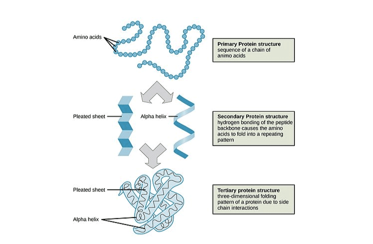 NCERT Exemplar Solutions of Class 11 Biology Chapter 9 Biomolecules-2