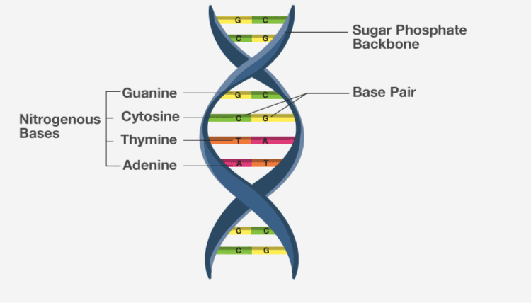 NCERT Exemplar Solutions of Class 11 Biology Chapter 9 Biomolecules-3