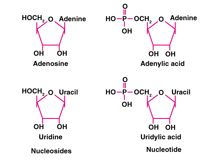 NCERT Exemplar Solutions of Class 11 Biology Chapter 9 Biomolecules-4