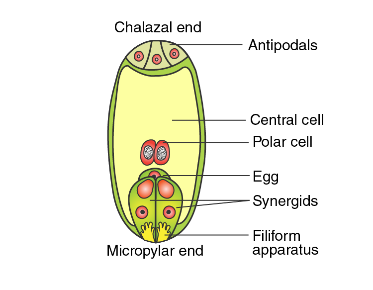 NCERT Exemplar Solutions of Class 11 Chemistry Chapter 3 Plant Kingdom-2