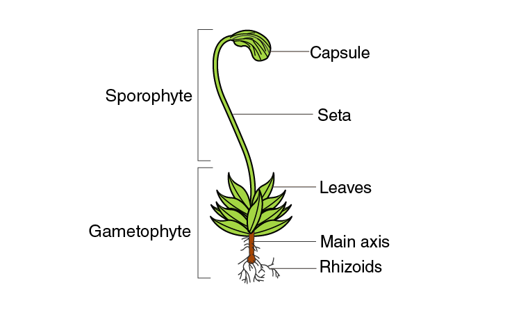 NCERT Exemplar Solutions of Class 11 Chemistry Chapter 3 Plant Kingdom-4