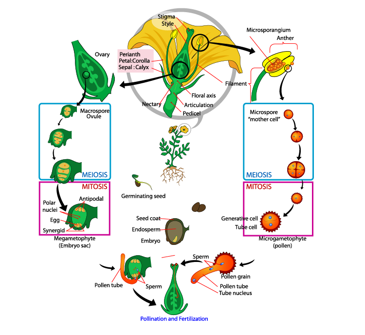 NCERT Exemplar Solution for Class 11 Biology Chapter 3 | Check out the ...